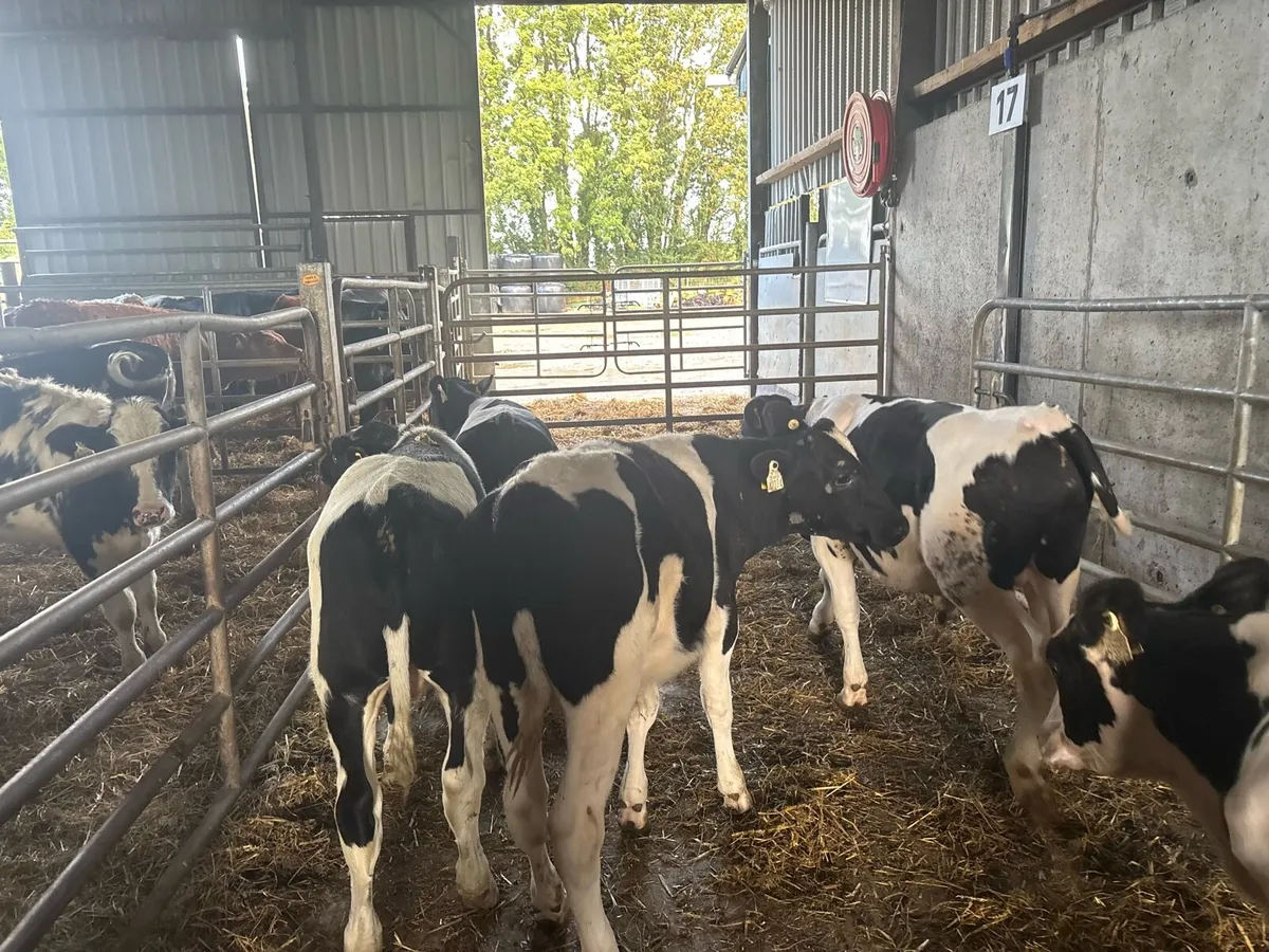 8 proper march born British Frisian bulls - Image 1