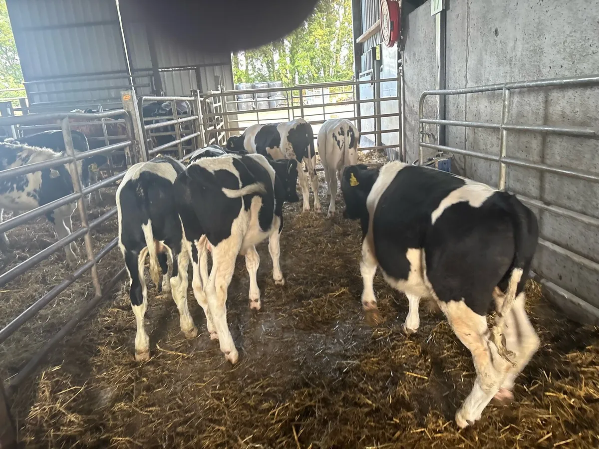 8 proper march born British Frisian bulls - Image 2