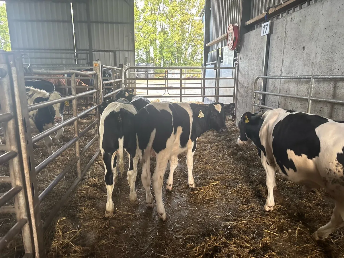 8 proper march born British Frisian bulls - Image 3
