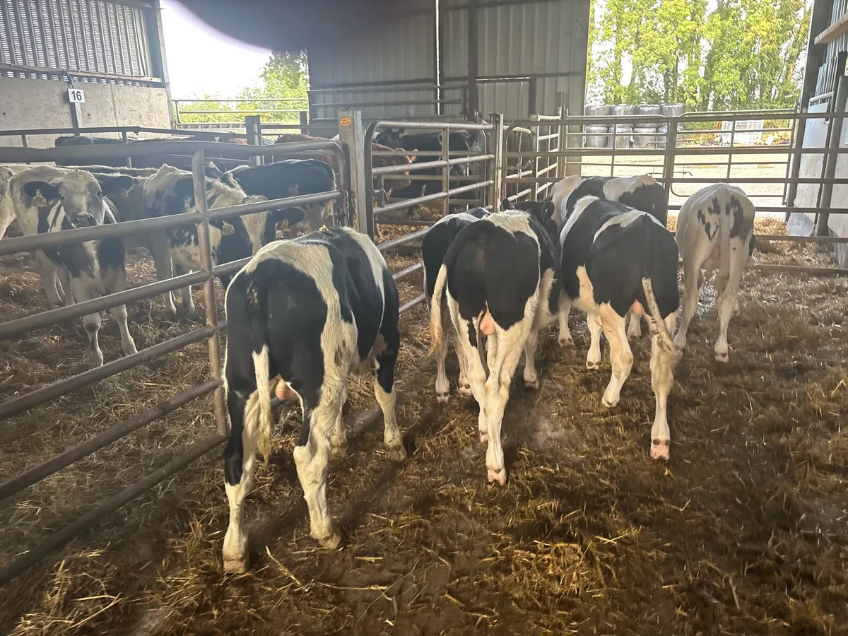 8 proper march born British Frisian bulls - Image 4