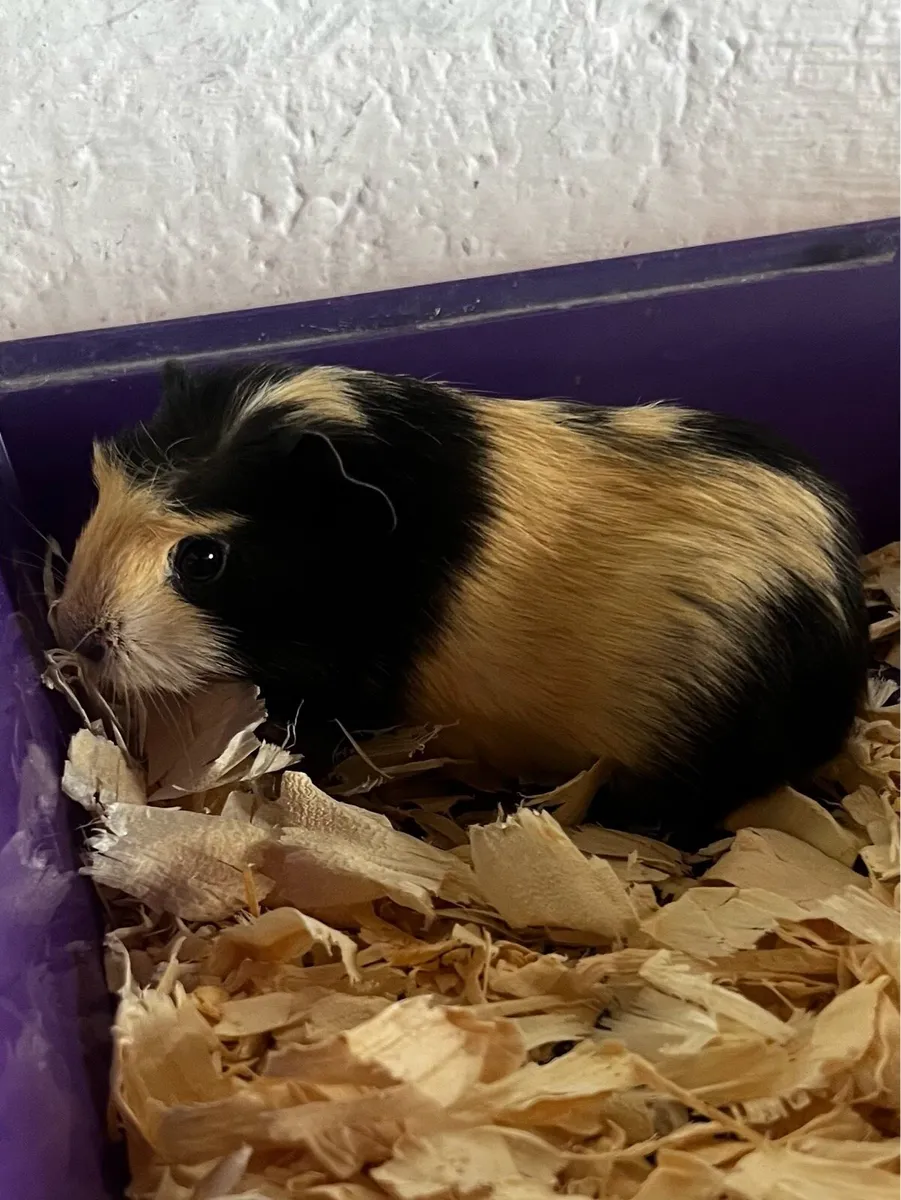 Guinea pig - Image 1