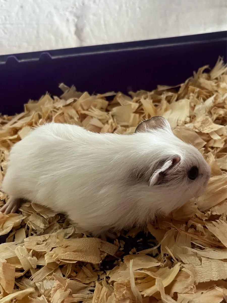Guinea pig - Image 2