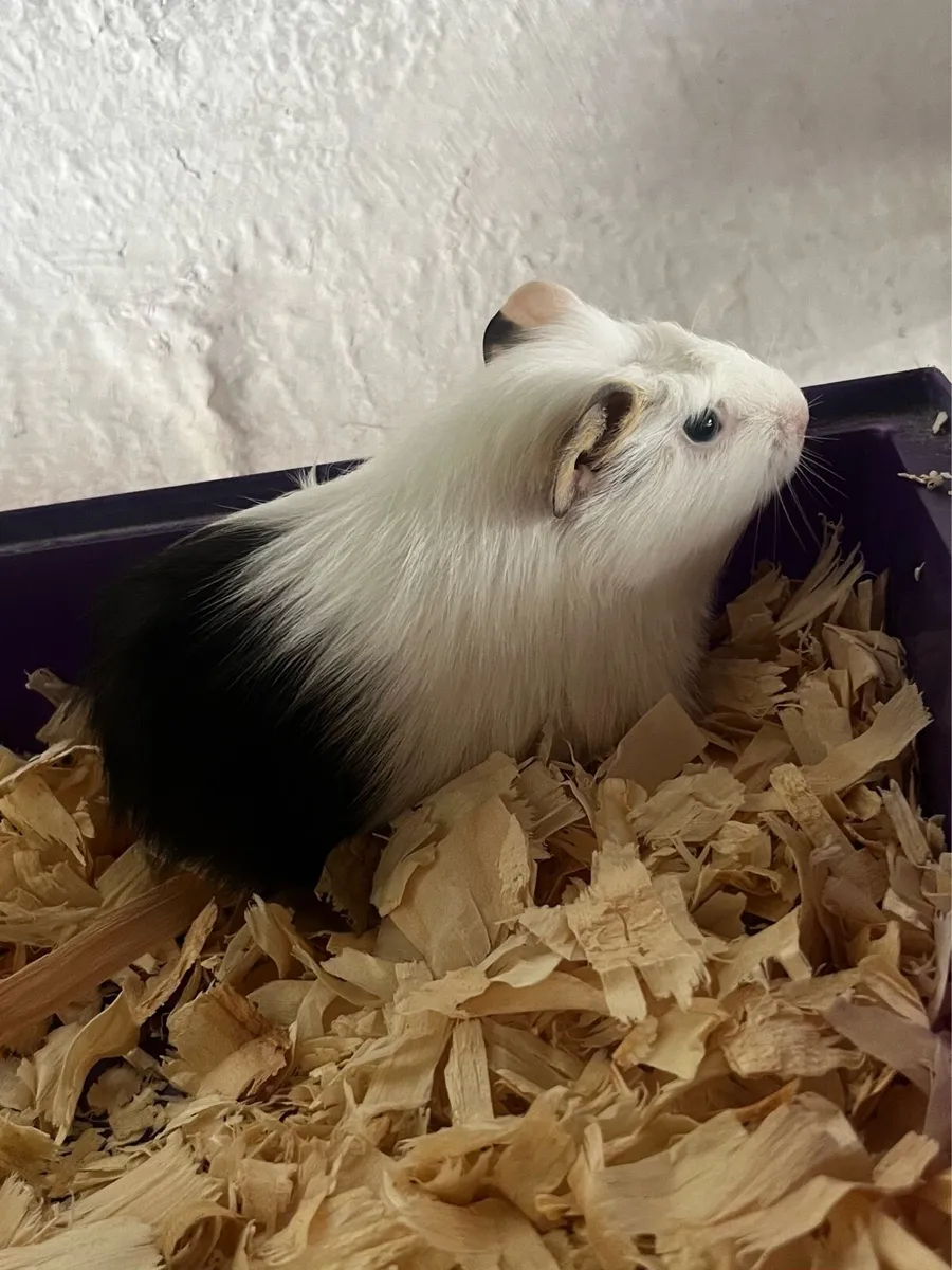 Guinea pig - Image 3
