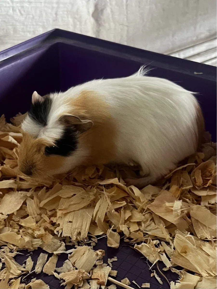 Guinea pig - Image 4