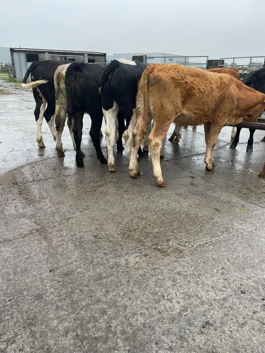 Continental Heifer Weanlings - Image 2