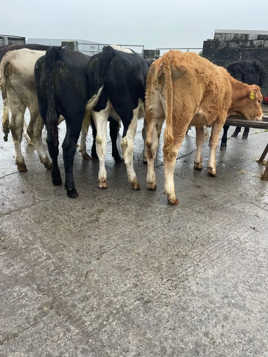 Continental Heifer Weanlings - Image 3