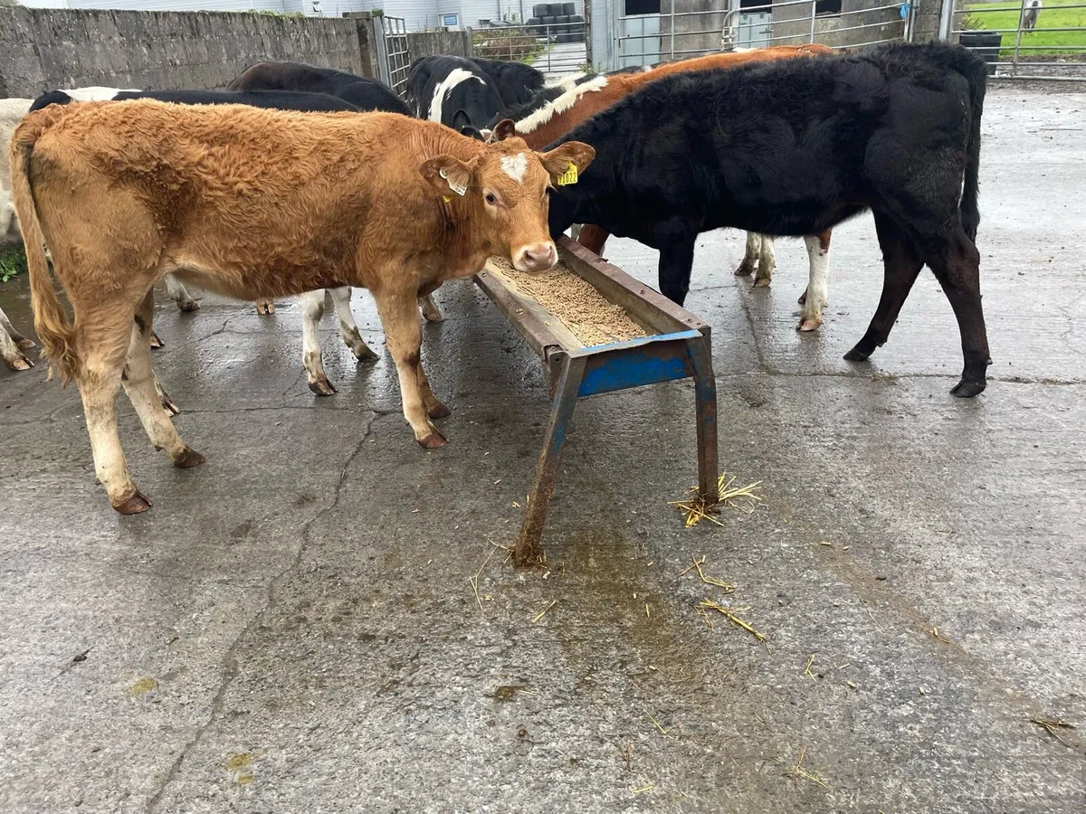 Continental Heifer Weanlings - Image 1