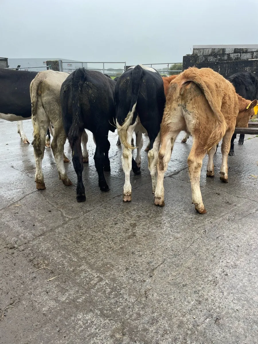Continental Heifer Weanlings - Image 4