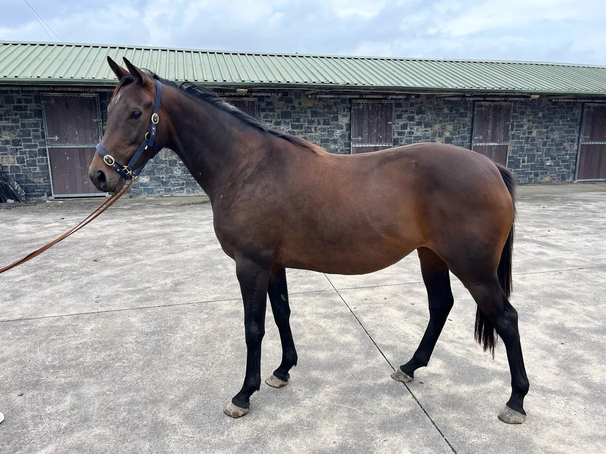 Old Persian TB filly - Image 1