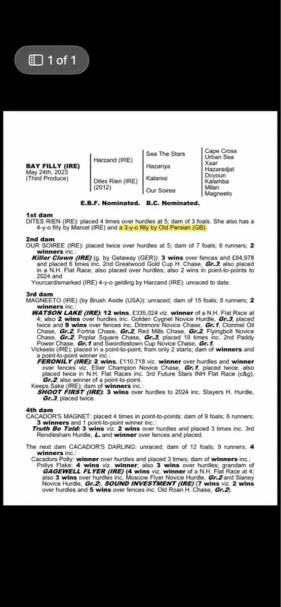 Old Persian TB filly - Image 2