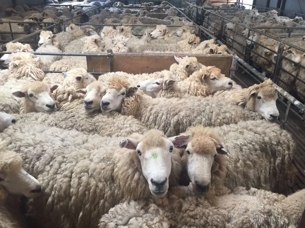 Organic grazing wanted