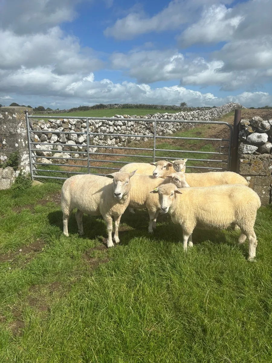 Galway ewes - Image 2