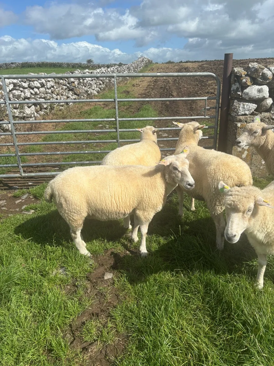 Galway ewes - Image 3