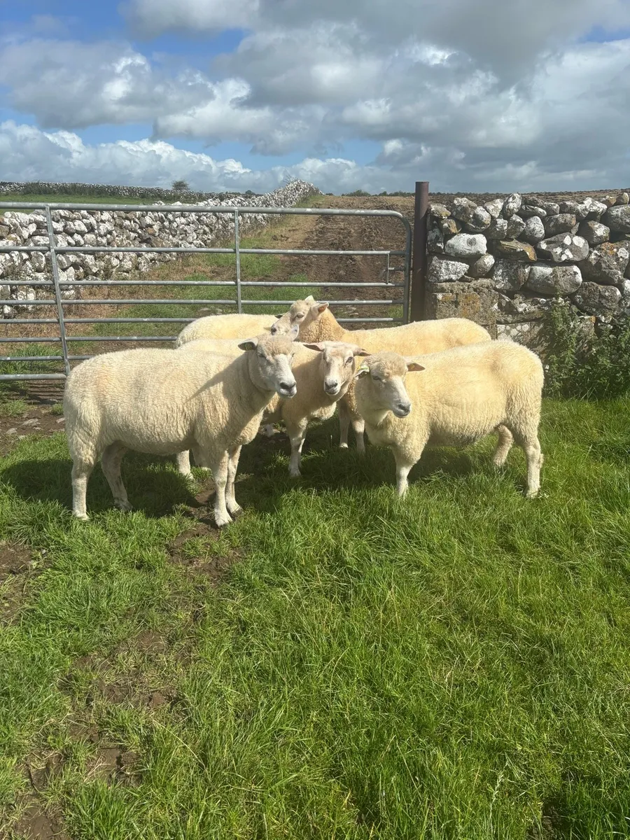 Galway ewes - Image 4