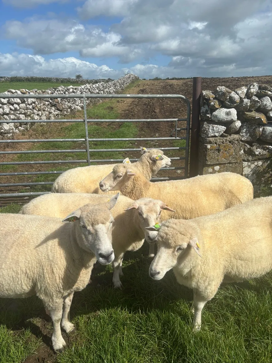 Galway ewes - Image 1