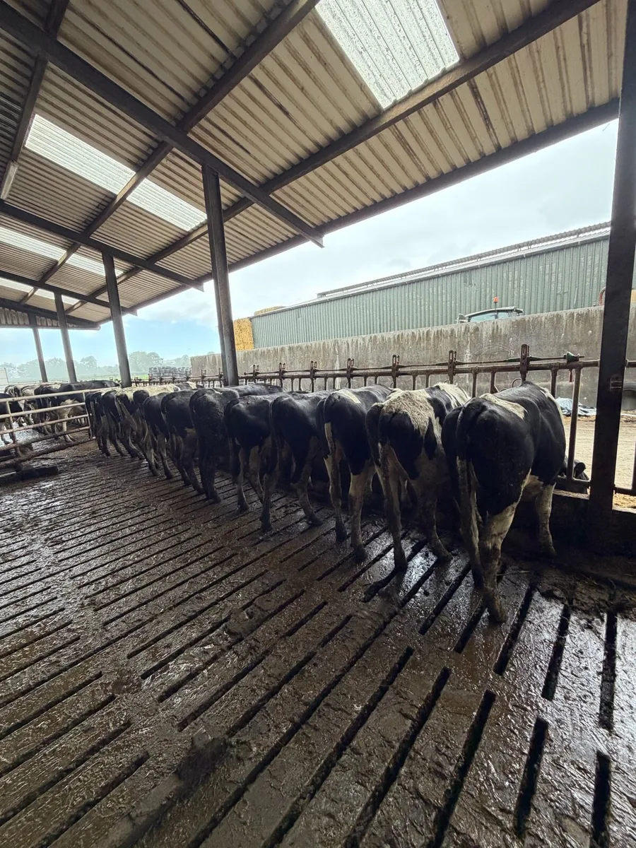 Bulling heifers - Image 2