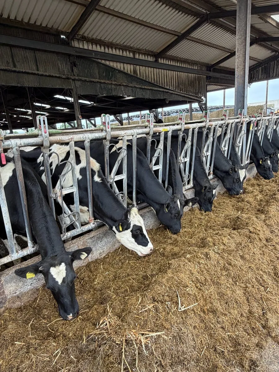 Bulling heifers - Image 1