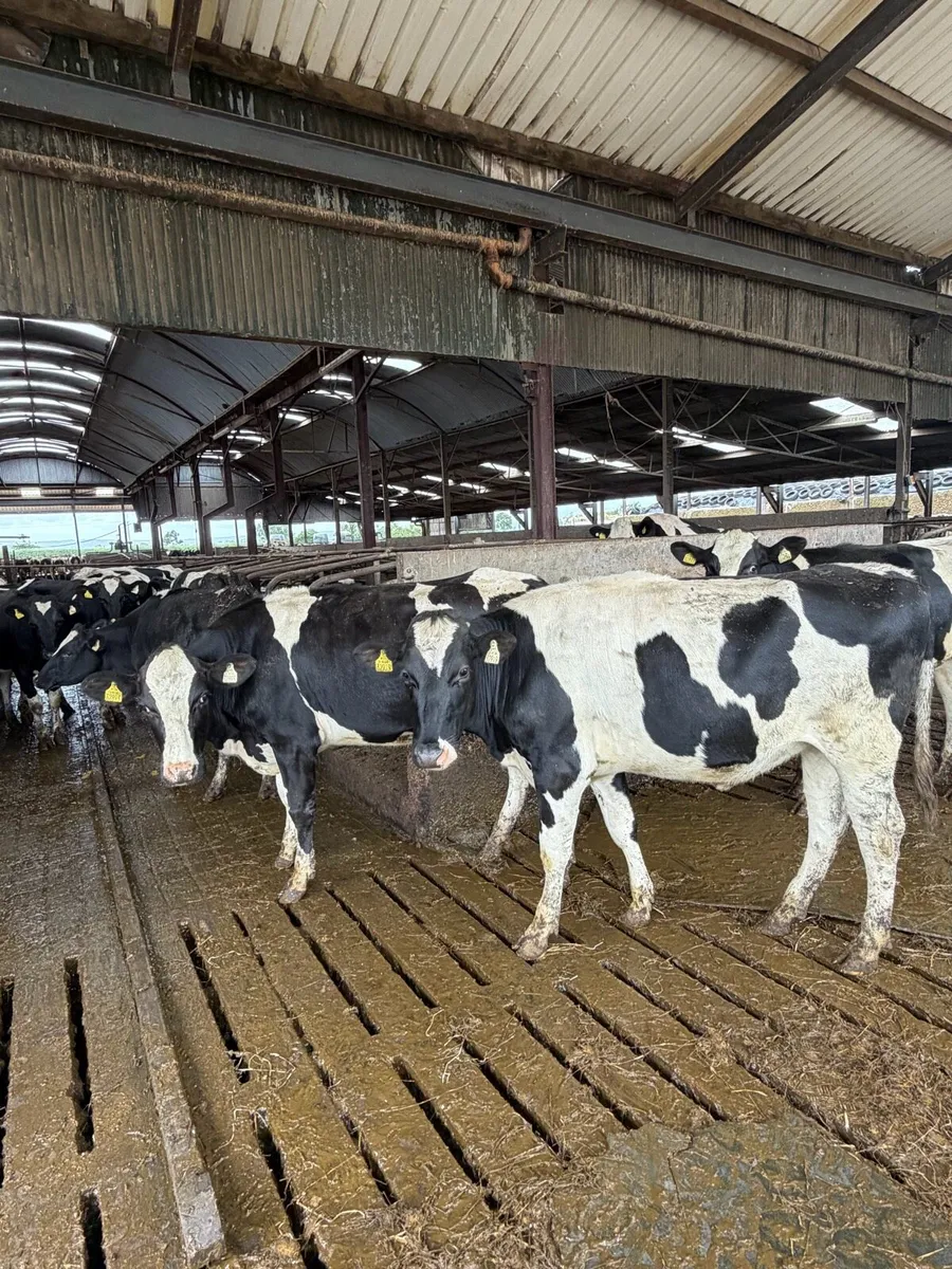 Bulling heifers - Image 3