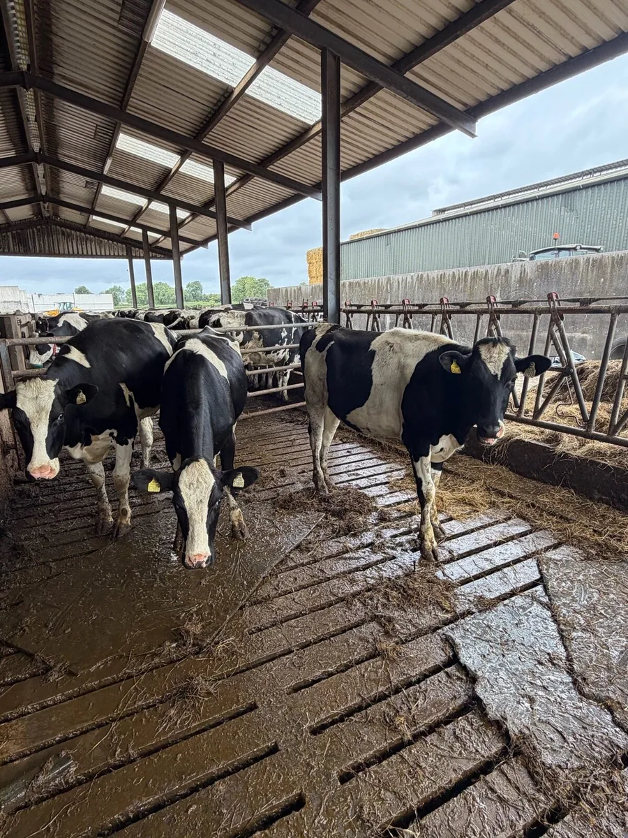 Bulling heifers - Image 4