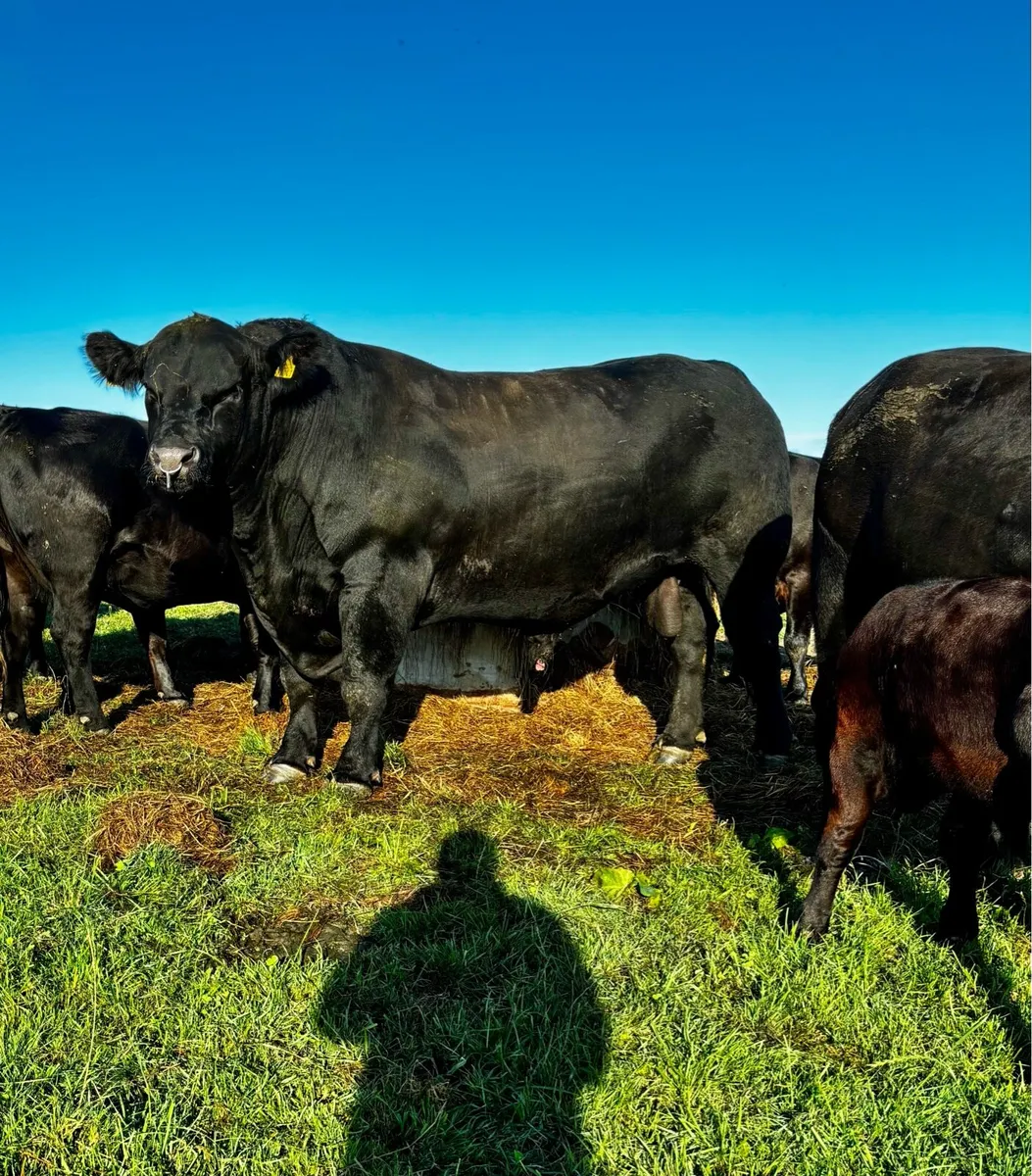 Pedigree angus heifers for sale - Image 1