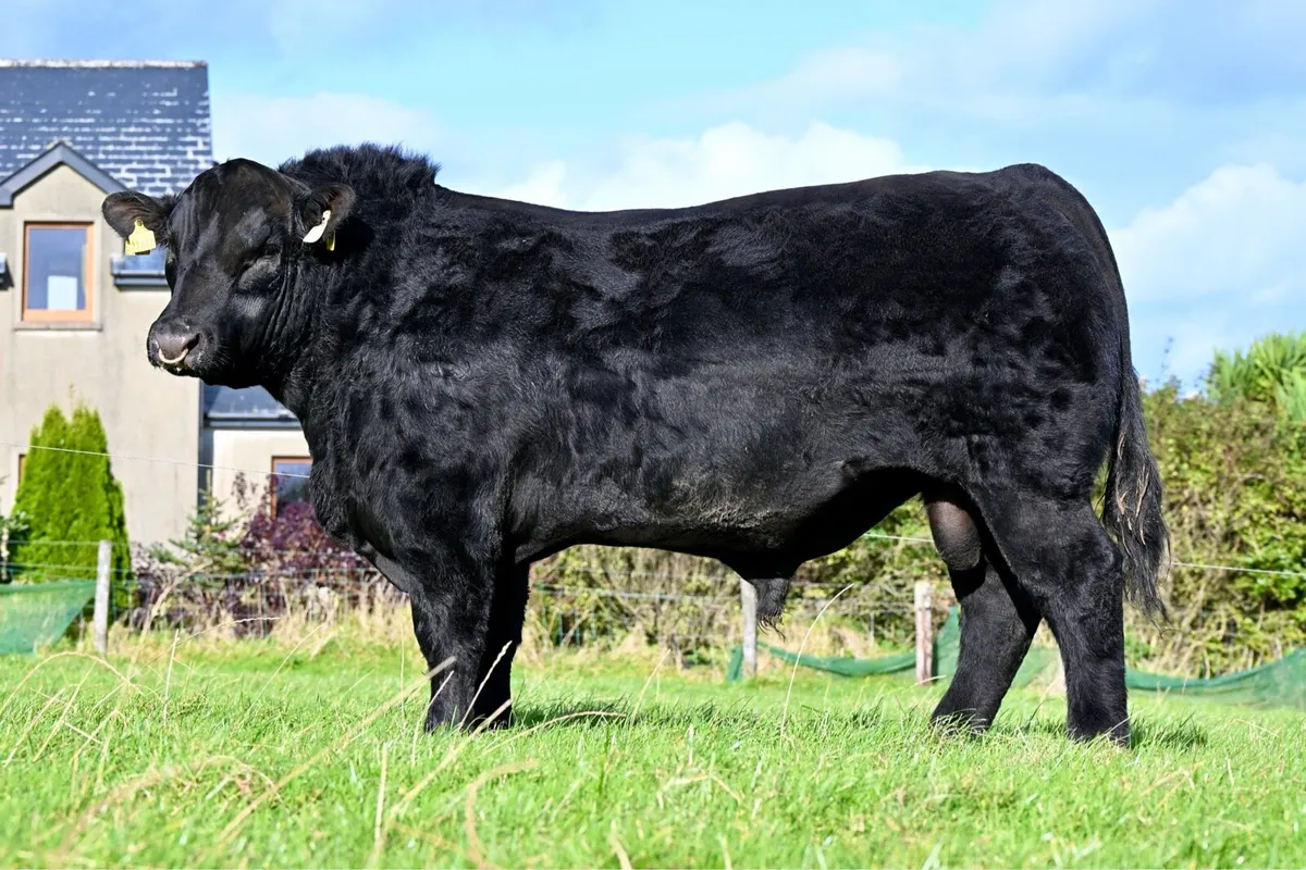 Pedigree angus heifers for sale - Image 2