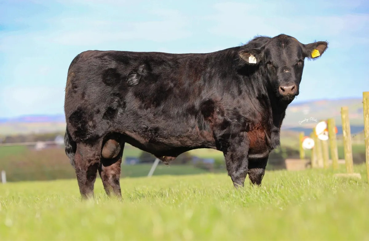Pedigree angus heifers for sale - Image 4
