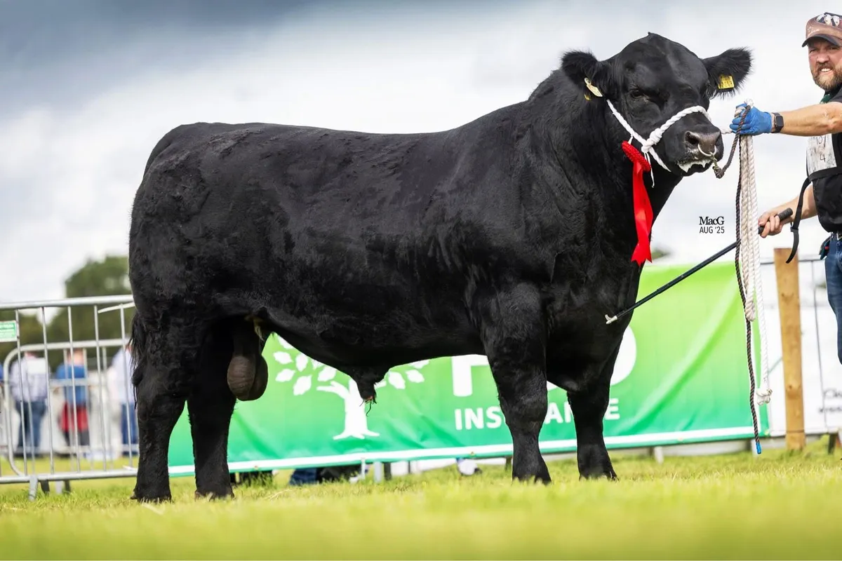 Pedigree angus heifers for sale - Image 3
