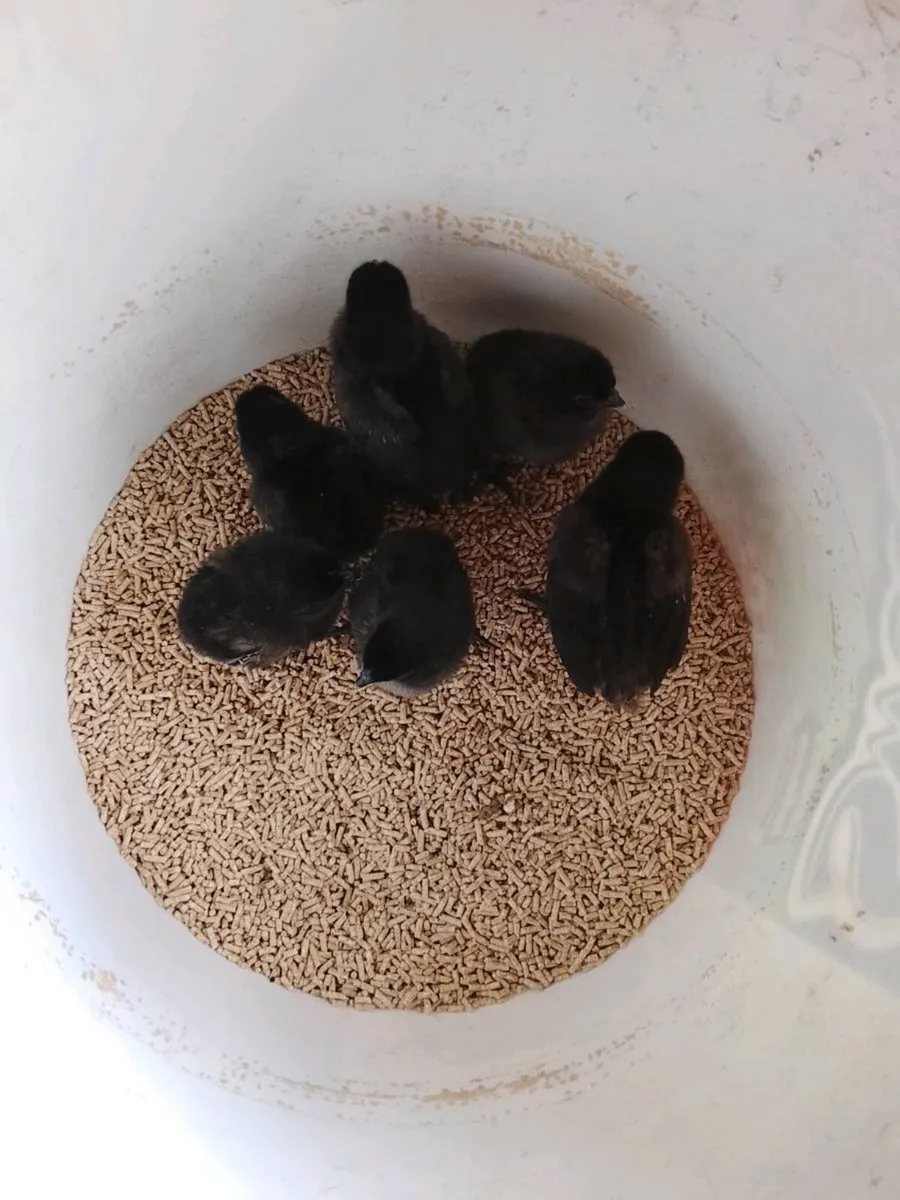 Pekin , Sussex and ayam cemani chicks - Image 2