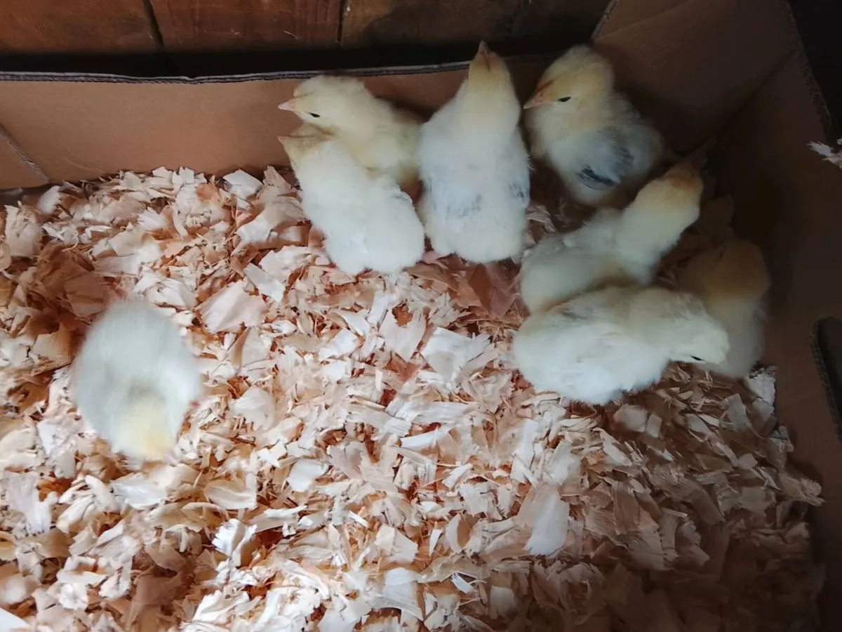 Pekin , Sussex and ayam cemani chicks - Image 3
