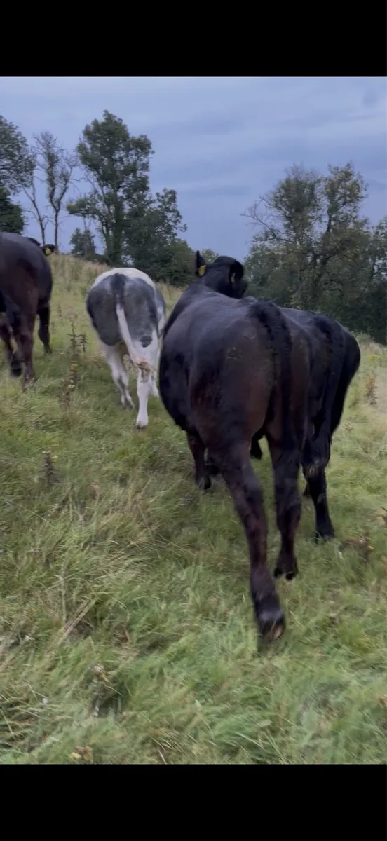 20 store bullocks - Image 2