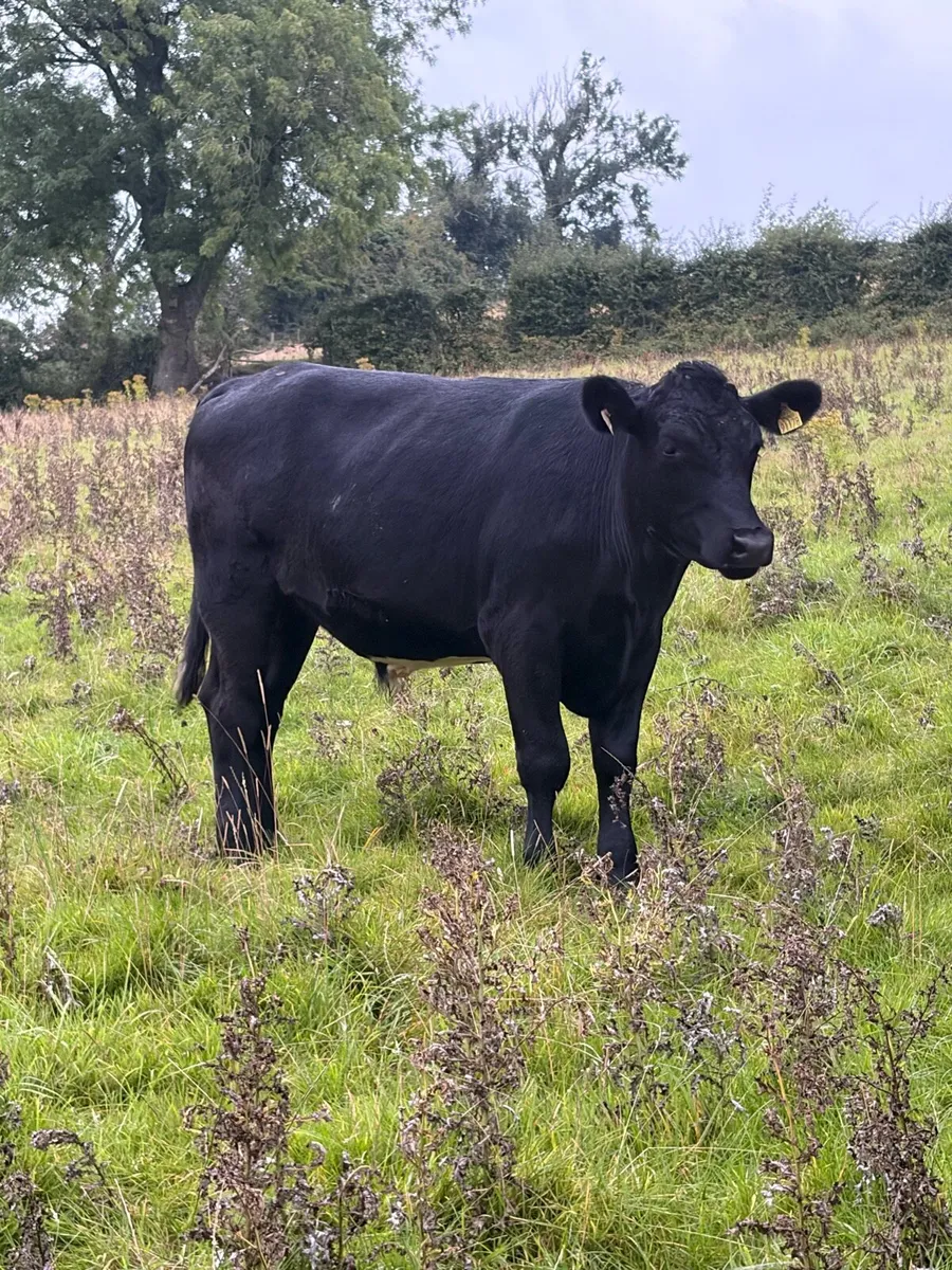20 store bullocks - Image 3