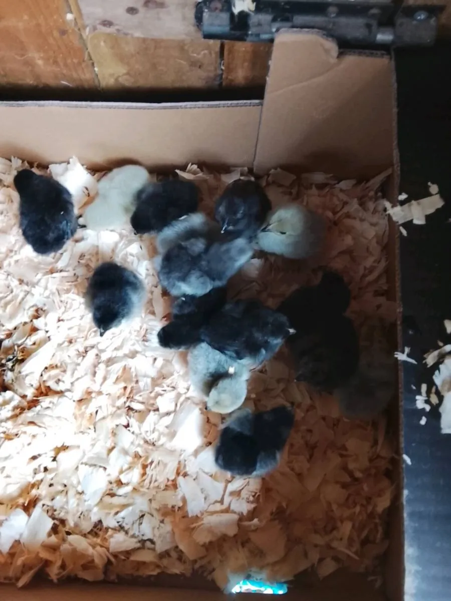 Pekin , Sussex and ayam cemani chicks - Image 1
