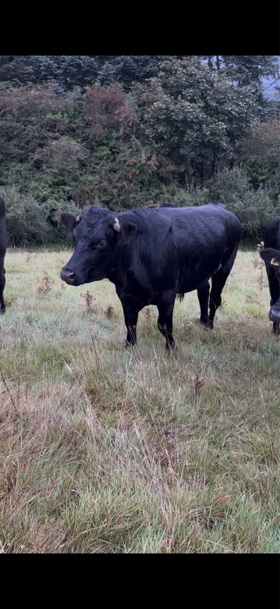 20 store bullocks - Image 1