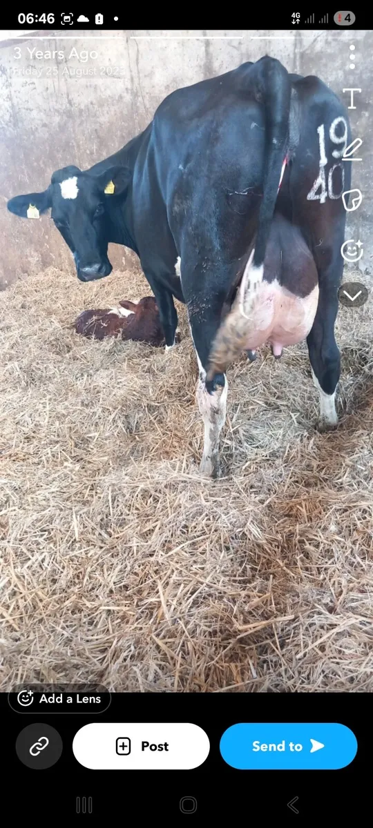 Calved cows