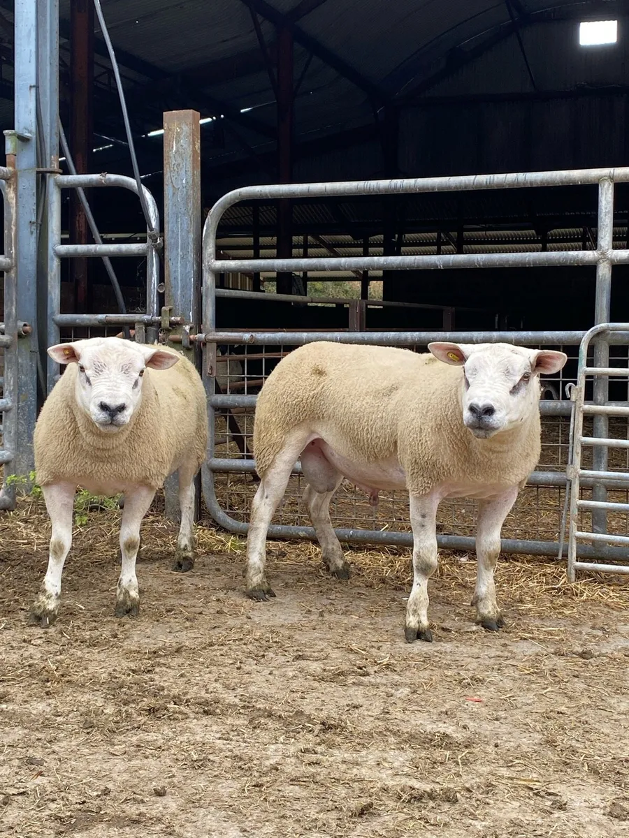 Texel rams - Image 1