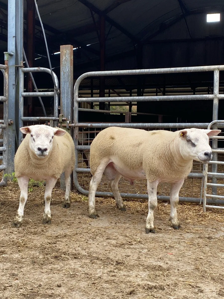 Texel rams - Image 2