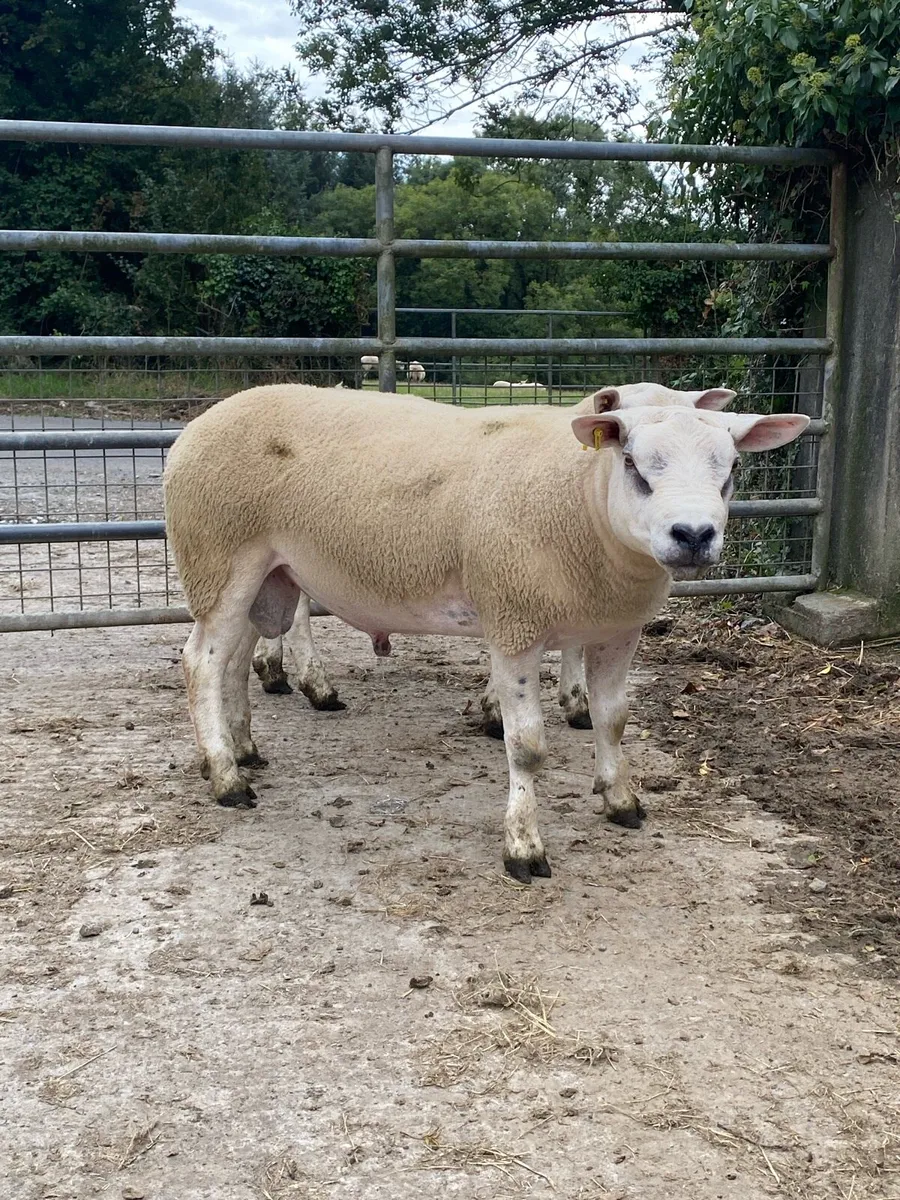 Texel rams - Image 3