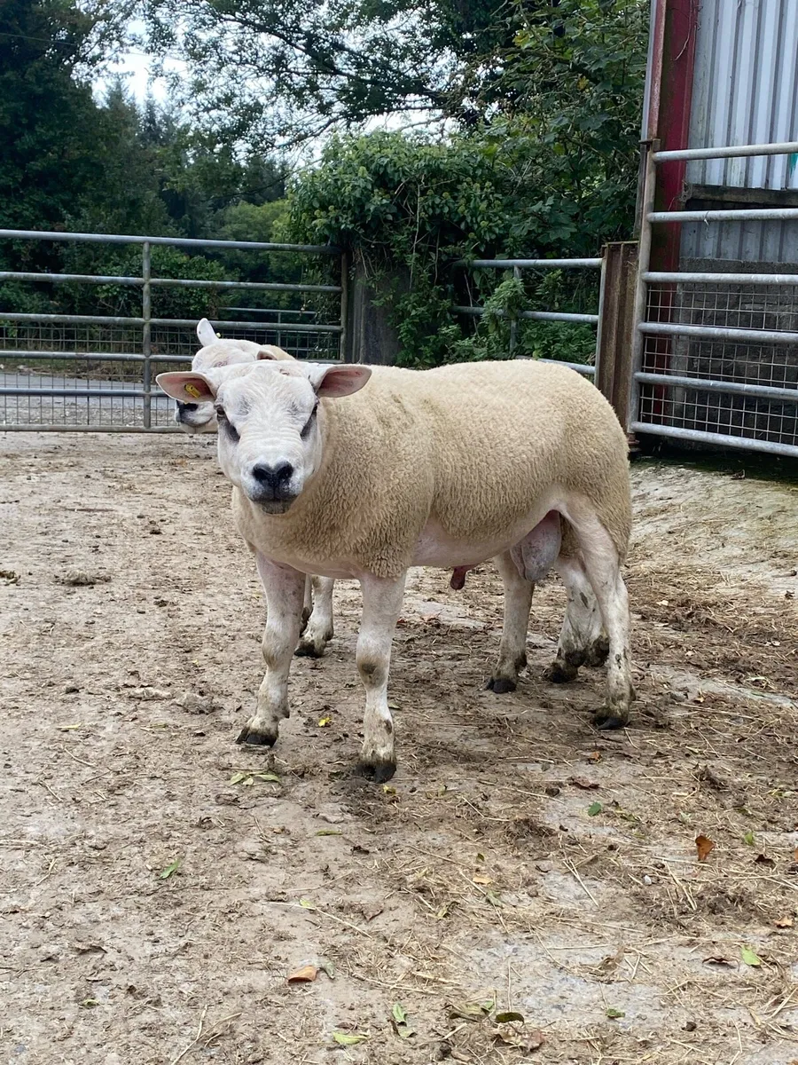 Texel rams - Image 4