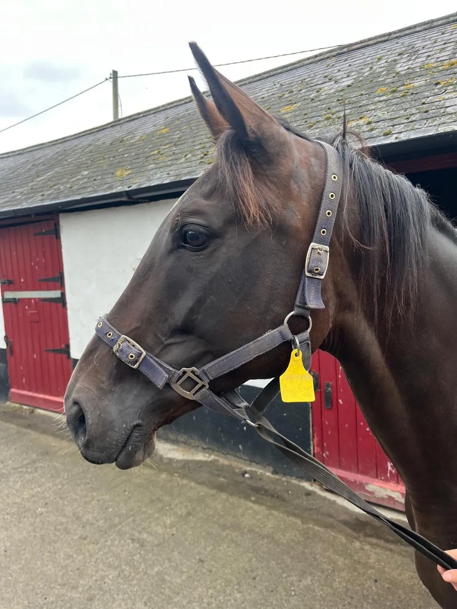 In foal Thoroughbred mare with 2026 foal package - Image 2