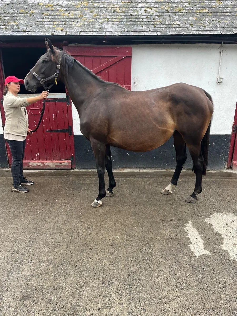 In foal Thoroughbred mare with 2026 foal package - Image 1