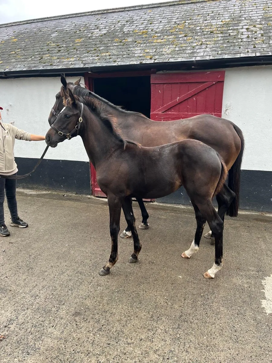 In foal Thoroughbred mare with 2026 foal package - Image 3
