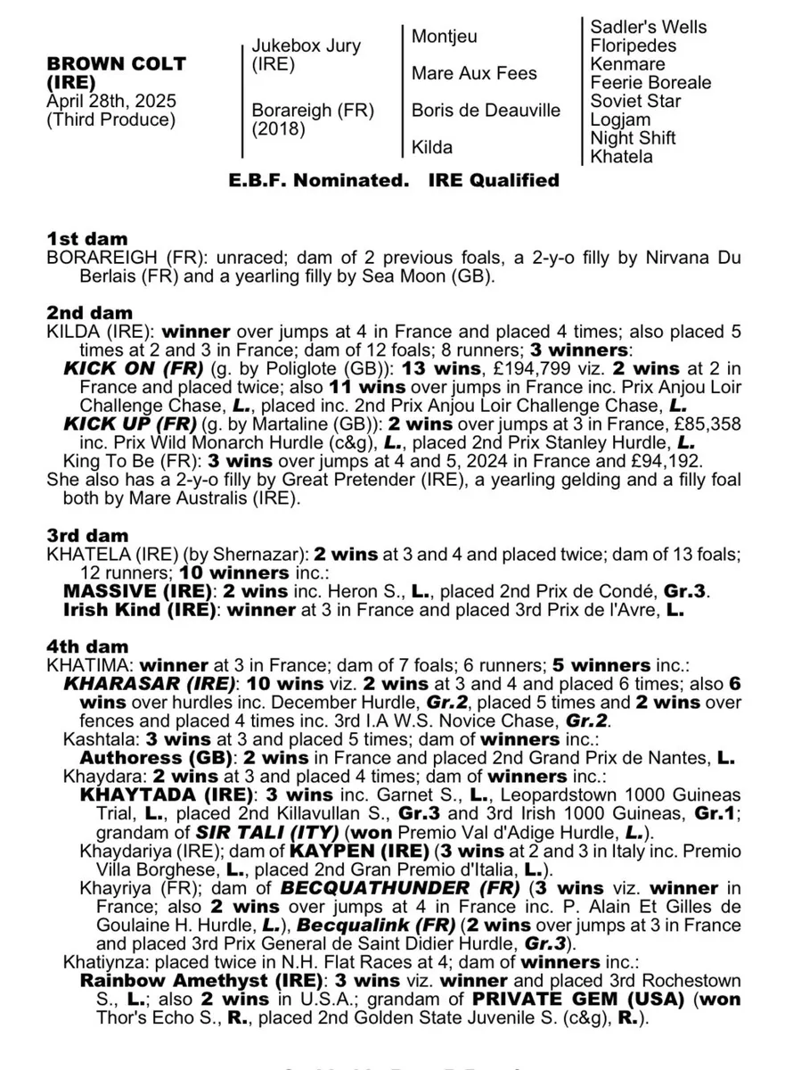 In foal Thoroughbred mare with 2026 foal package - Image 4