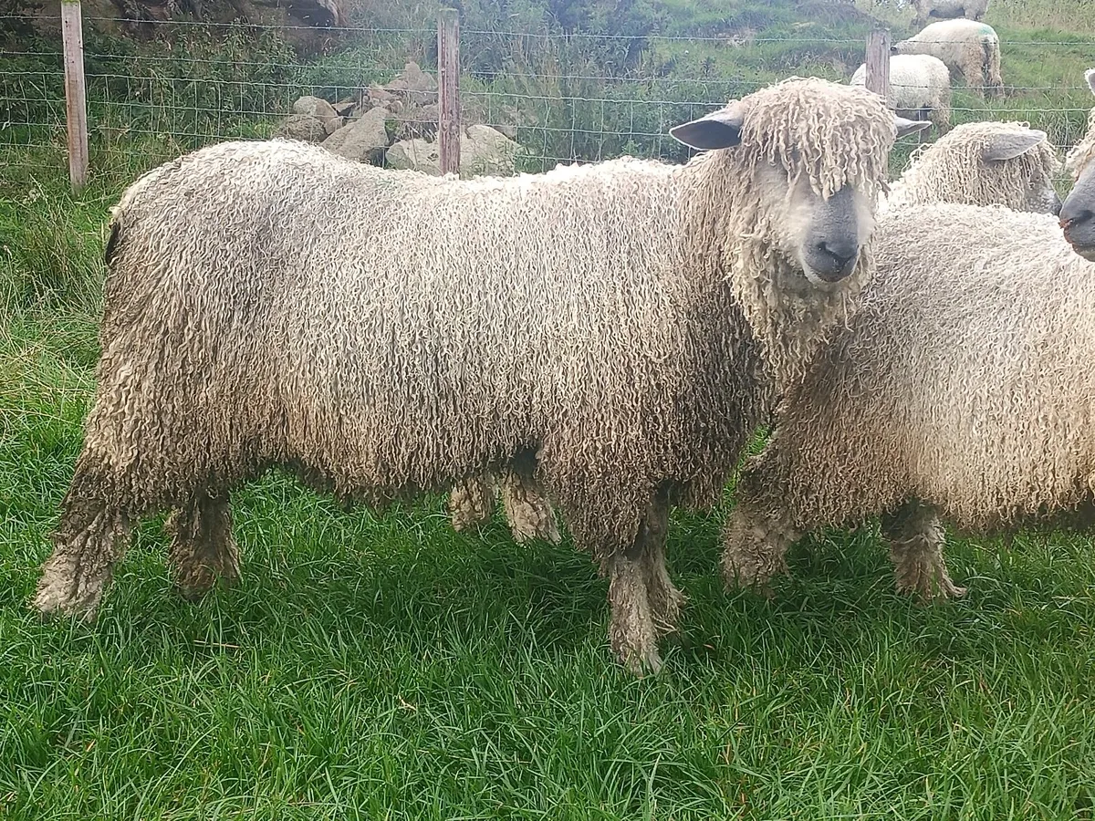 Wensleydale Longwool Sheep for sale - Image 2
