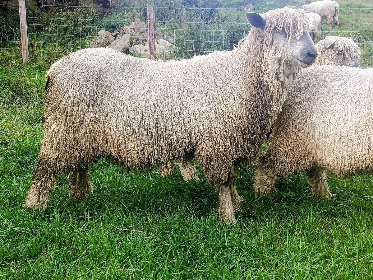 Wensleydale Longwool Sheep for sale - Image 3