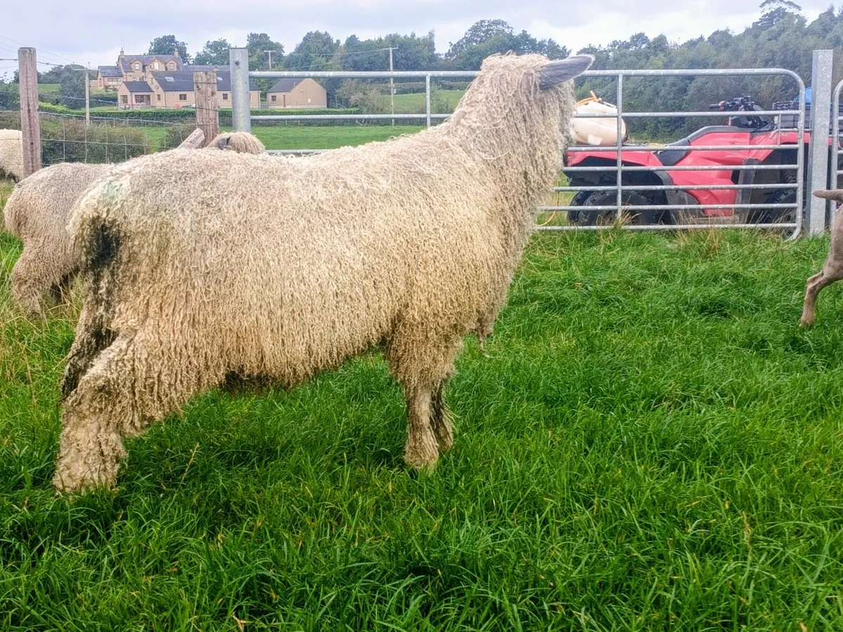 Wensleydale Longwool Sheep for sale - Image 4