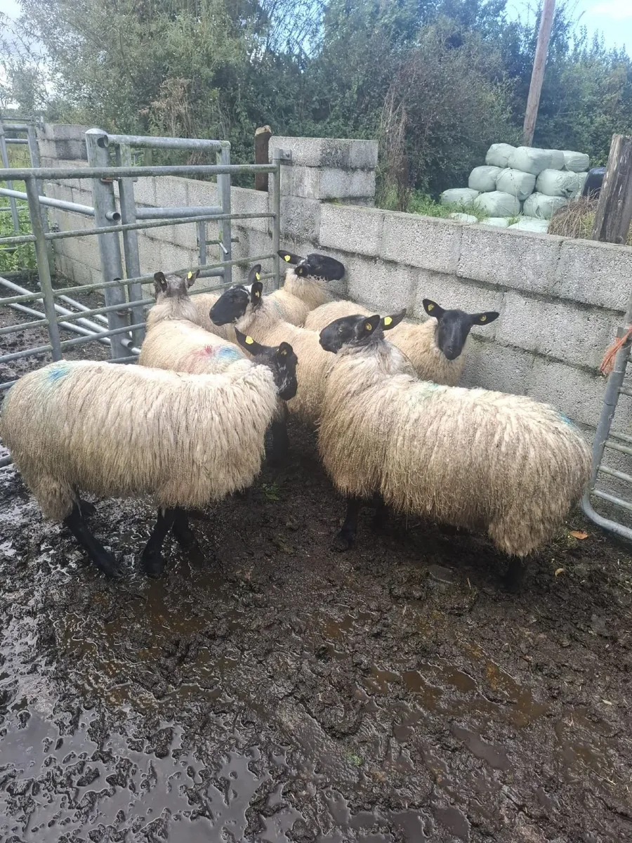 Milford Ewe Lambs - Image 2