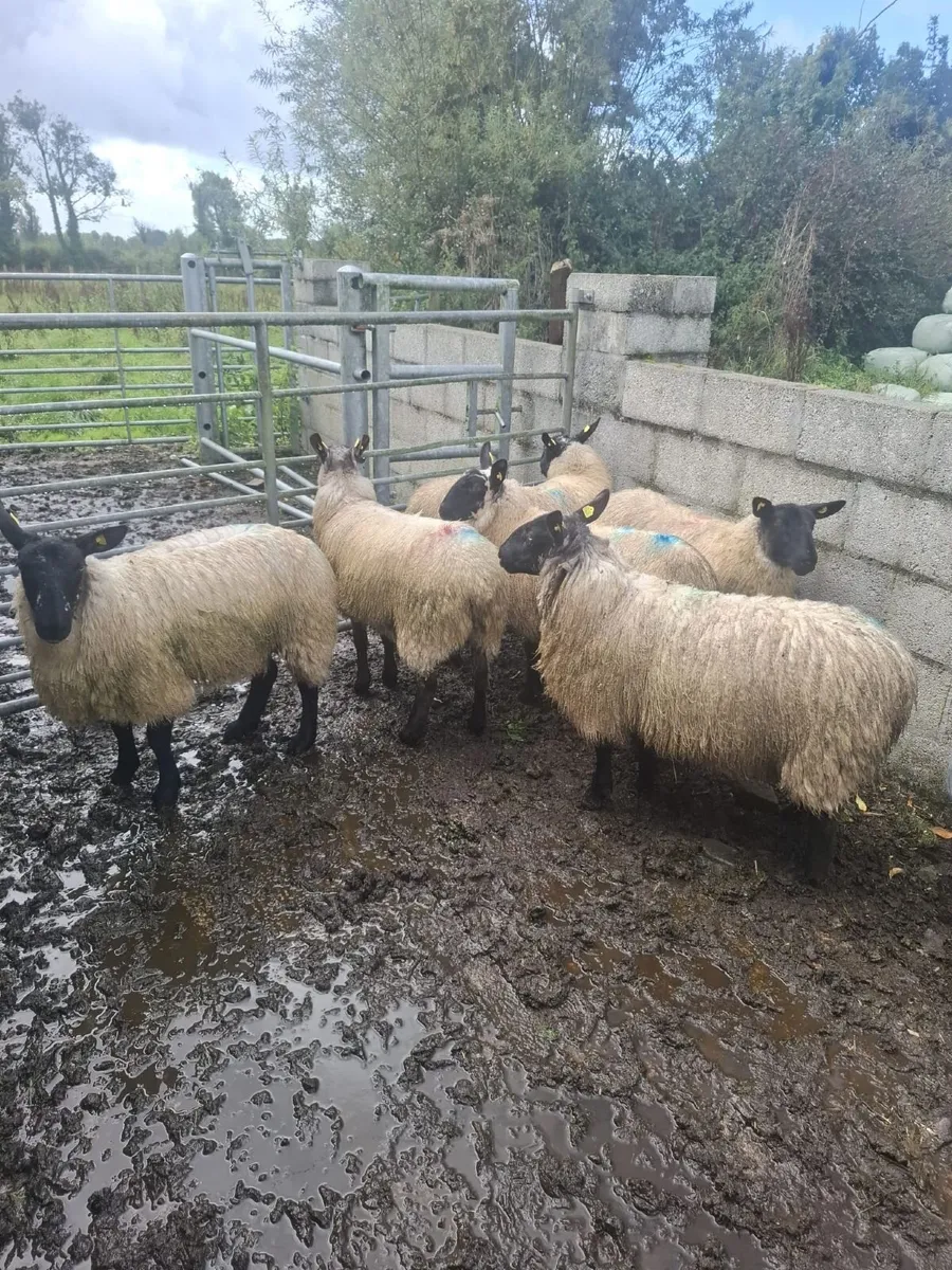 Milford Ewe Lambs - Image 3