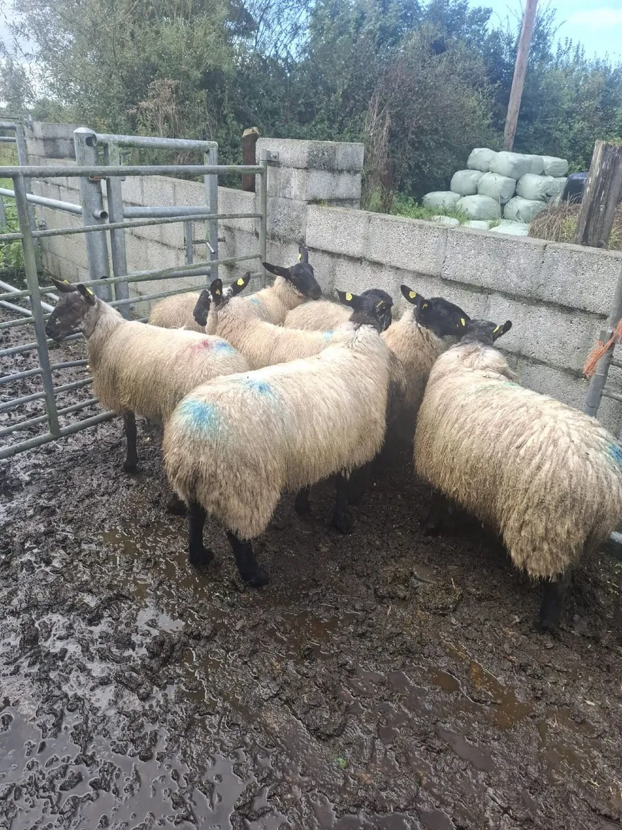 Milford Ewe Lambs - Image 4