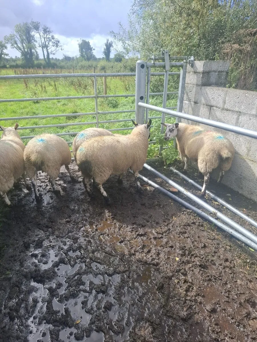 Milford Ewe Lambs - Image 1