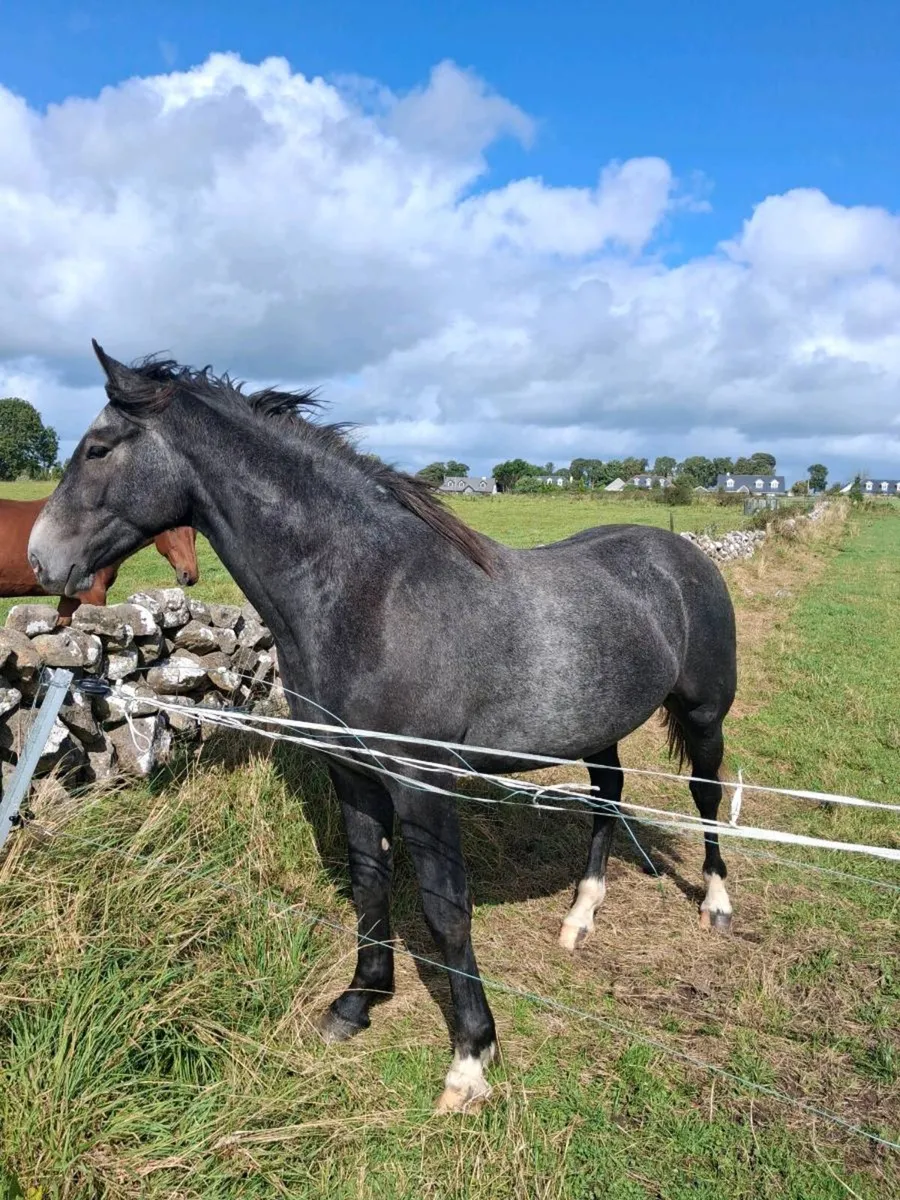 Irish draught 2 year old - Image 3